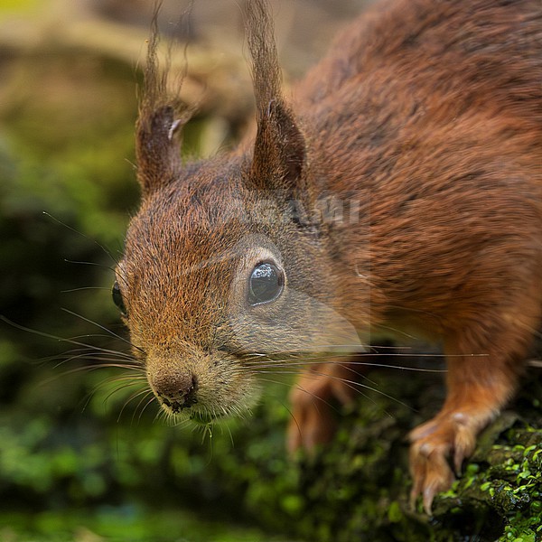 Sciurus vulgaris (Red Squirrel) looking up from drinking, portrait stock-image by Agami/Lennart Verheuvel,