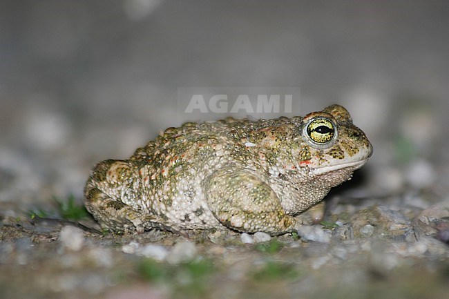Natterjack Toad (Epidalea calamita) on the ground, with a grey background, duting the night, in SOuthern France. stock-image by Agami/Sylvain Reyt,