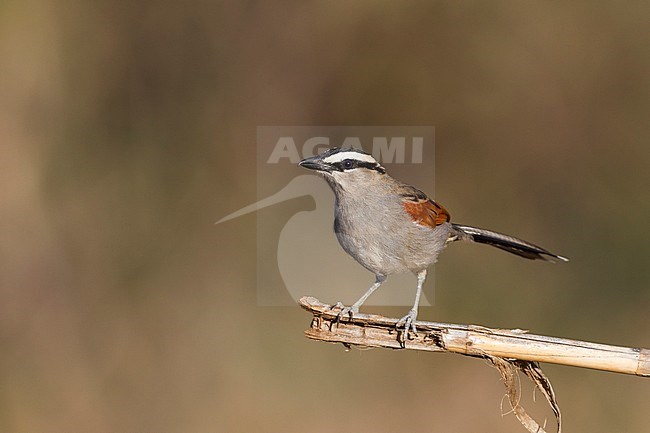 Black-crowned Tchagra - Senegaltschagra - Tchagra senegalus ssp. cucullatus, Morocco stock-image by Agami/Ralph Martin,