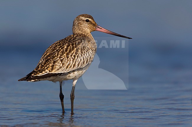 Pittima minore; Bar-tailed Godwit; Limosa lapponica stock-image by Agami/Daniele Occhiato,