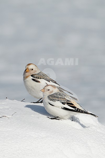 Sneeuwgors in winterkleed, Snow Bunting in winterplumage stock-image by Agami/Markus Varesvuo,