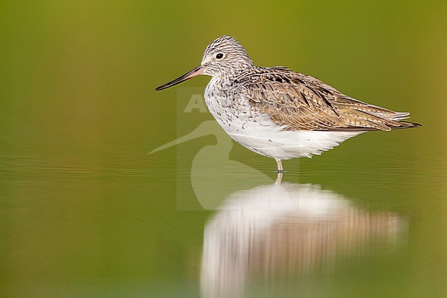 Greenshank (Tringa nebularia), side view of an adult standing in the water, Campania, Italy stock-image by Agami/Saverio Gatto,