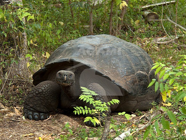 Galapagosreuzenschildpad, Galapagos giant tortoise stock-image by Agami/Roy de Haas,
