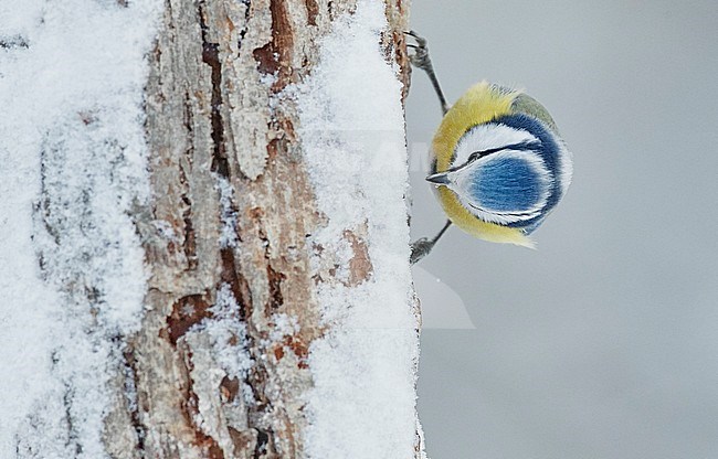 Blue Tit (Cyanistes caeruleus) during winter in Finland. stock-image by Agami/Markus Varesvuo,