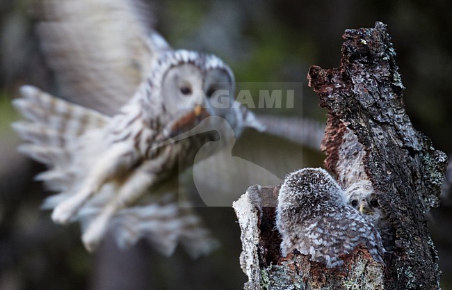 Oeraluil voert jongen op nest; Ural Owl feeding young on the nest stock-image by Agami/Markus Varesvuo,