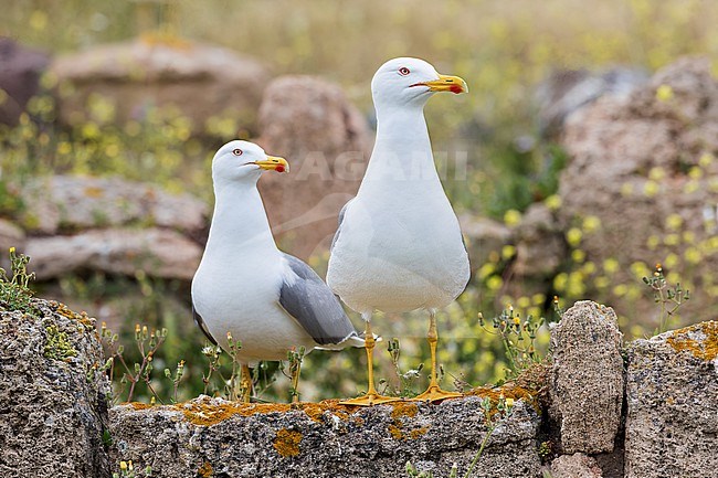 A pair of Yellow-legged Gulls has found their breeding spot in the old Roman Ruins near Cagliari, Sardinia. Both gulls are seen standing on an old stone wal with lush green vegetaion around them. stock-image by Agami/Jacob Garvelink,