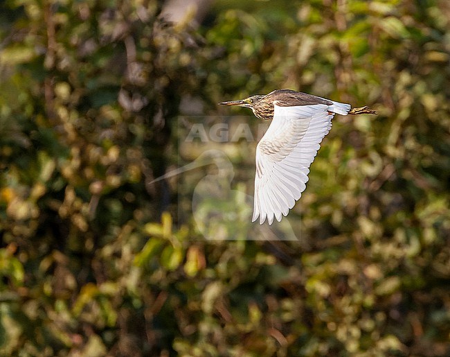 Flying Indian Pond Heron (Ardeola grayii) in India. stock-image by Agami/Marc Guyt,