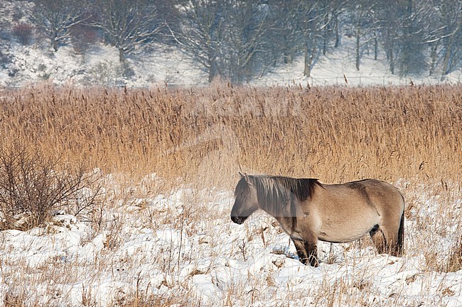 Konikpaard, Wild horse stock-image by Agami/Arnold Meijer,