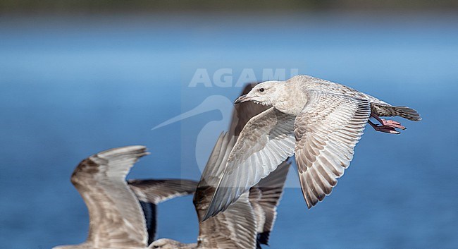 Thayer's Gull (Larus thayeri) first winter in flight stock-image by Agami/Ian Davies,