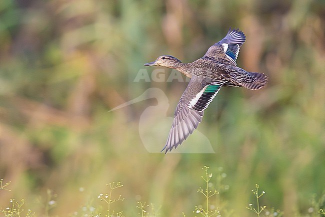 Eurasian Teal (Anas crecca), side view of an individual in flight, Campania, Italy stock-image by Agami/Saverio Gatto,