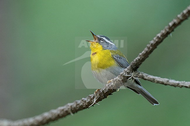 Adult
Nuevo Leon, Mexico
May 2022 stock-image by Agami/Brian E Small,