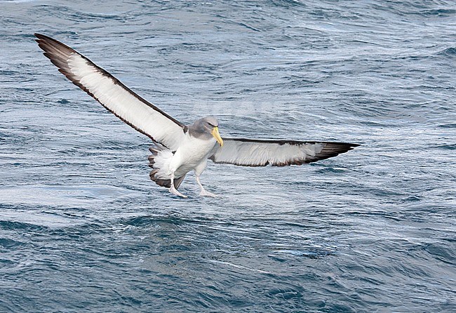 Chatham Albatross (Thalassarche eremita), also known as Chatham Island Mollymawk, during a chumming session off Chatham Islands, New Zealand. Landing on the water surface. stock-image by Agami/Marc Guyt,