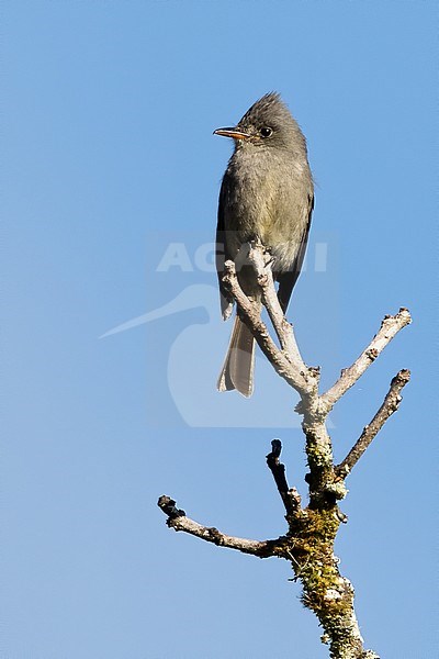Dark Pewee (Contopus lugubris) perched on an exposed branch in canopy of a rainforest in Panama. Endemic to the Talamancan montane forests of Costa Rica and western Panama. stock-image by Agami/Dubi Shapiro,