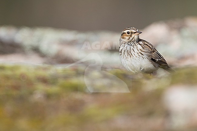 Adult Woodlark, Lullula arborea pallida, in Spain. Standing on the ground. stock-image by Agami/Ralph Martin,