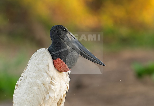 Portrait of a Jabiru (Jabiru mycteria) in Pantanal, Brazil, South-America. stock-image by Agami/Steve Sánchez,