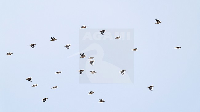 flock of hawfinch (coccothraustes coccothraustes) in flight, found in Dornod Aimag in Mongolia stock-image by Agami/Mathias Putze,