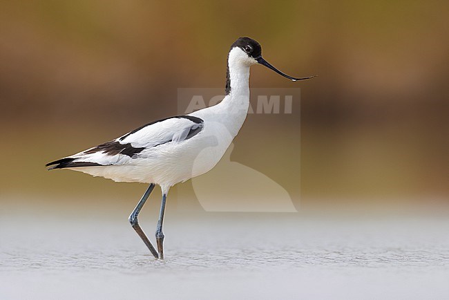 Adult Pied Avocet (Recurvirostra avosetta) in Italy. stock-image by Agami/Daniele Occhiato,