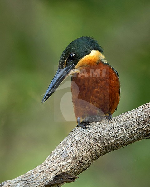A male Green-and-rufous Kingfisher (Chloroceryle inda) perched on a branch in the Pantanal, Brazil, South-America. stock-image by Agami/Steve Sánchez,