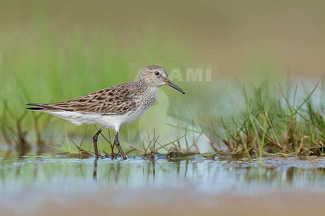 Adult breeding
Galveston Co., TX
May 2023 stock-image by Agami/Brian E Small,