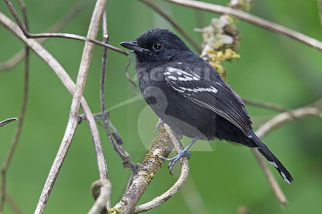 A male Variable Antshrike (Thamnophilus caerulescens melanchrous) at Machu Picchu, Peru. stock-image by Agami/Tom Friedel,