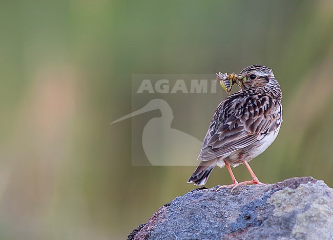 Wood Lark, Lullula arborea pallida, standing on a rock with a grasshopper in its bill. Lesvos, Greece. stock-image by Agami/Marc Guyt,