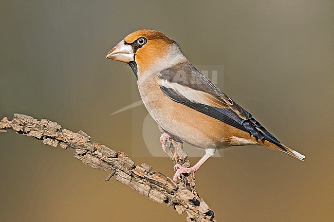 Hawfinch (Coccothraustes coccothraustes) perched on a branch stock-image by Agami/Alain Ghignone,