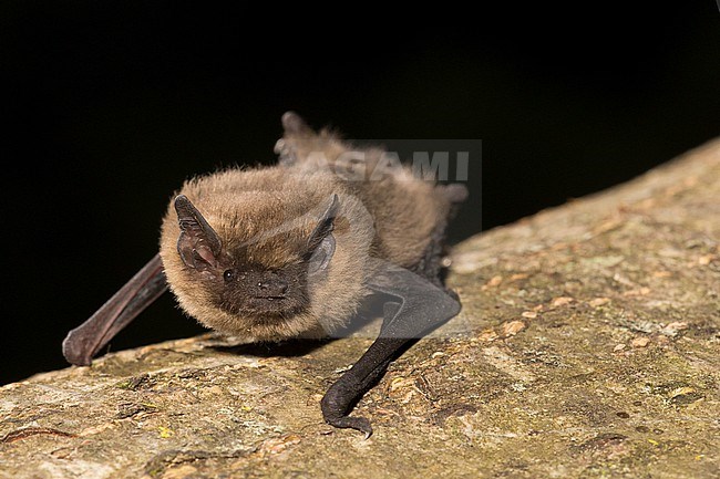 Kuhls Pipistrelle is sitting on a tree stock-image by Agami/Theo Douma,