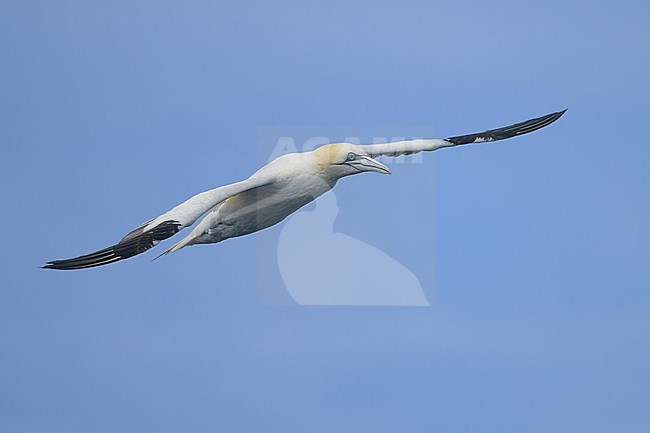 Northern gannet (Morus Bassanus) flying, with the blue sky as background. stock-image by Agami/Sylvain Reyt,
