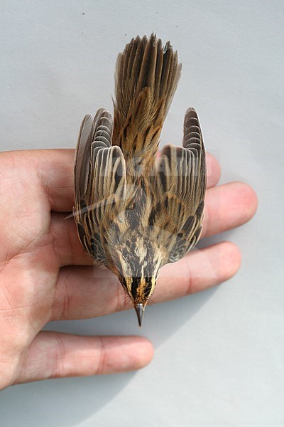 First-year Aquatic Warbler (Acrocephalus paludicola) caught during early autumn migration in Netherlands. Seen from above, showing head pattern. stock-image by Agami/Christian Brinkman,