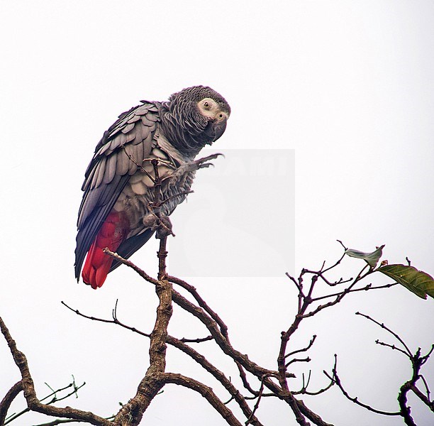 Grey Parrot (Psittacus erithacus) in Gabon. stock-image by Agami/Pete Morris,
