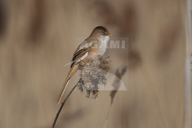 Bearded Reedling (Panurus biarmicus) taken the 17/02/2026 at Vauvert - France. stock-image by Agami/Nicolas Bastide,