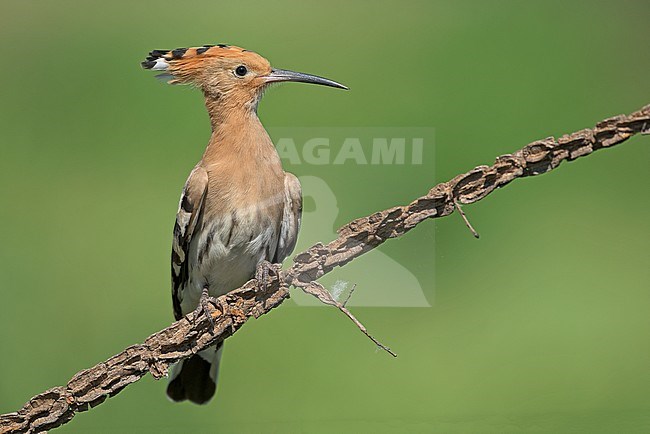 Eurasian Hoopoe (Upupa epops) in Italy stock-image by Agami/Alain Ghignone,