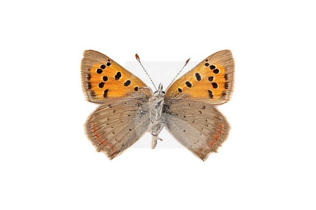 Small Copper third generation, Kleine vuurvlinder, Lycaena phlaeas stock-image by Agami/Wil Leurs,