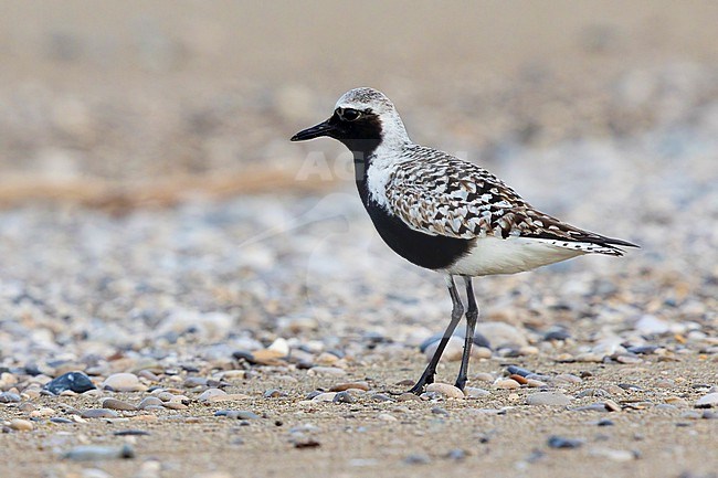 Grey Plover (Pluvialis squatarola), side view of an adult male standing on the shore, Campania, Italy stock-image by Agami/Saverio Gatto,