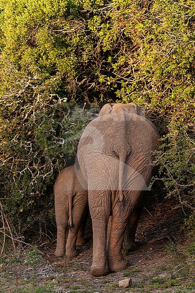 View from behind of a mother African elephant and her cub, Loxodonta africana, browsing among thick bush. Eastern Cape South Africa stock-image by Agami/Sergio Pitamitz,