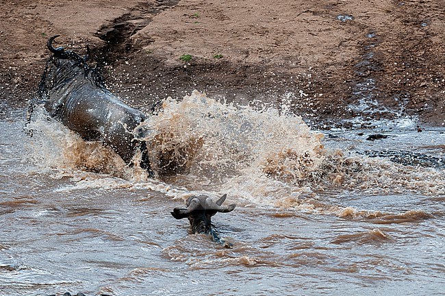 A Nile crocodile, Crocodilus niloticus, attacking a wildebeest, Connochaetes taurinus, crossing Mara River. Mara River, Masai Mara National Reserve, Kenya. stock-image by Agami/Sergio Pitamitz,