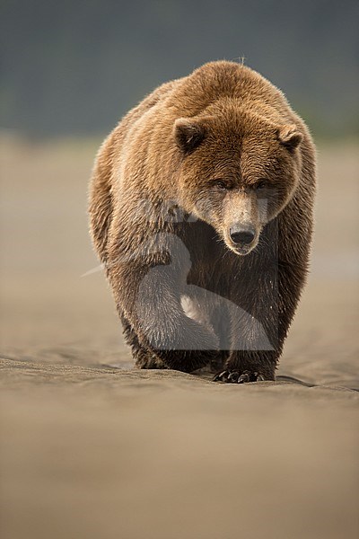 Wild Grizzly Bear (Ursus arctos) in North America stock-image by Agami/Danny Green,