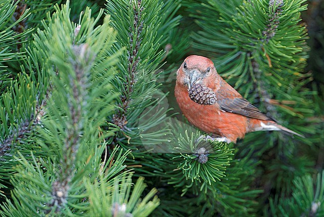 Male Parrot Crossbill (Loxia pytyopsittacus) wintering in Finland. stock-image by Agami/Markus Varesvuo,