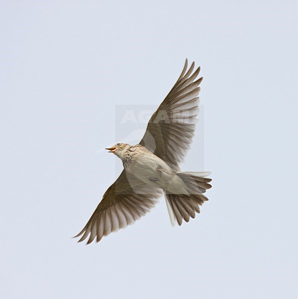 Veldleeuwerik tijdens zangvlucht; Eurasian Skylark in song flight stock-image by Agami/Ran Schols,