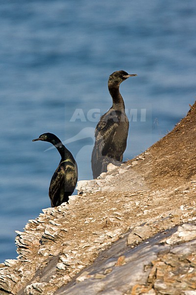 Pelagische Aalscholver, Pelagic Cormorant stock-image by Agami/Marc Guyt,