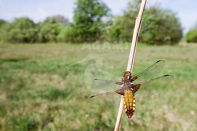 Platbuik, Broad-bodied Chaser stock-image by Agami/Theo Douma,