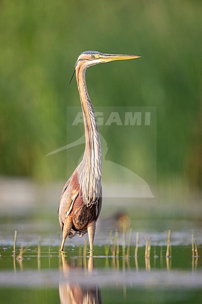 Purple Heron (Ardea purpurea), front view of an immature standing in the water, Campania, Italy stock-image by Agami/Saverio Gatto,