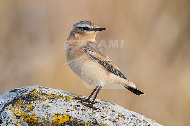 Northern (Greenland) Wheatear (Oenanthe oenanthe ssp. leucorhoa) perched on a rock in Madeira stock-image by Agami/Daniele Occhiato,