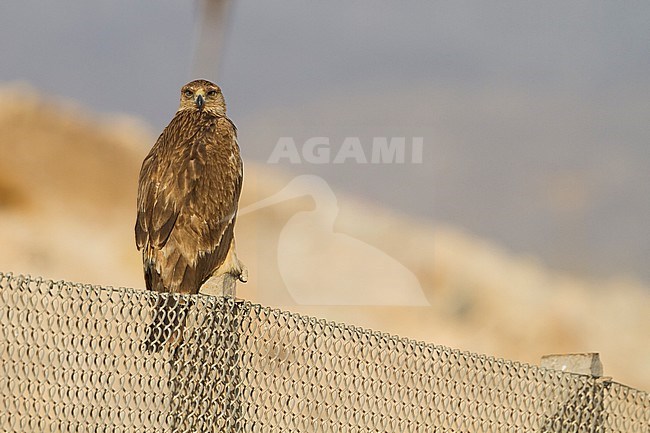Eastern Imperial Eagle - Kaiseradler - Aquila heliaca, Oman, 3rd cy stock-image by Agami/Ralph Martin,