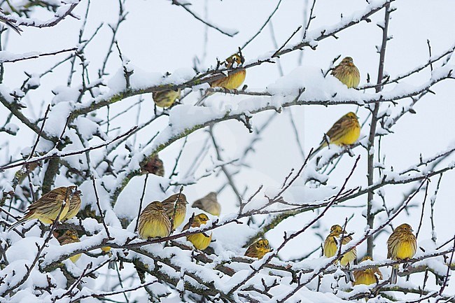Flock of Yellowhammers (Emberiza citrinella ssp. citrinella) wintering in Germany. stock-image by Agami/Ralph Martin,