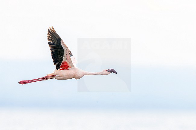 Lesser flamingo (Phoenicopterus minor) in flight in Lake Oloidien, off Lake Naivasha. stock-image by Agami/David Monticelli,