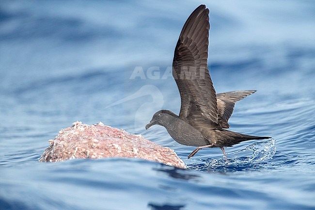 Bulwer's Petrel (Bulweria bulwerii) in flight over the ocean off Madeira. Feeding over a chunck of frozen chum. stock-image by Agami/Marc Guyt,