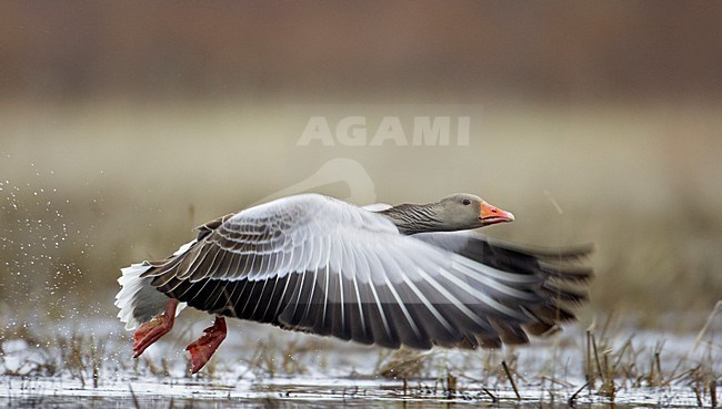 Grauwe Gans in de vlucht; Greylag Goose in flight stock-image by Agami/Markus Varesvuo,