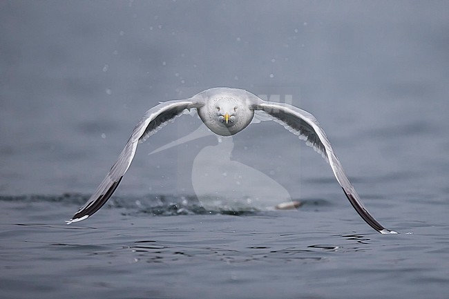 European Herring Gull (Larus argentatus) starting on the water. stock-image by Agami/Marcel Burkhardt,