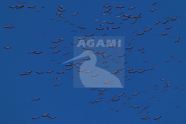 a huge circeling flock of common cranes (grus grus) in the blue sky, found near Ulaanbaatar in Mongolia stock-image by Agami/Mathias Putze,